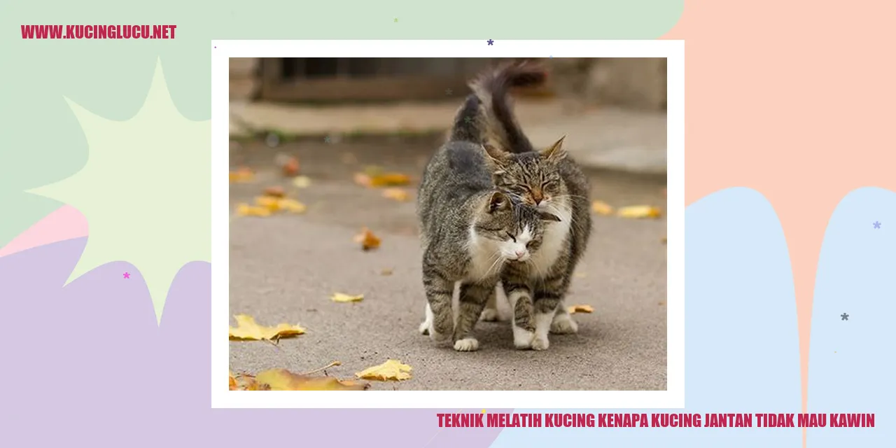 kucing jantan tidak mau kawin