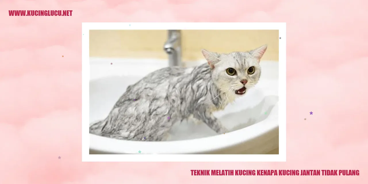 Teknik Melatih Kucing kenapa kucing jantan tidak pulang