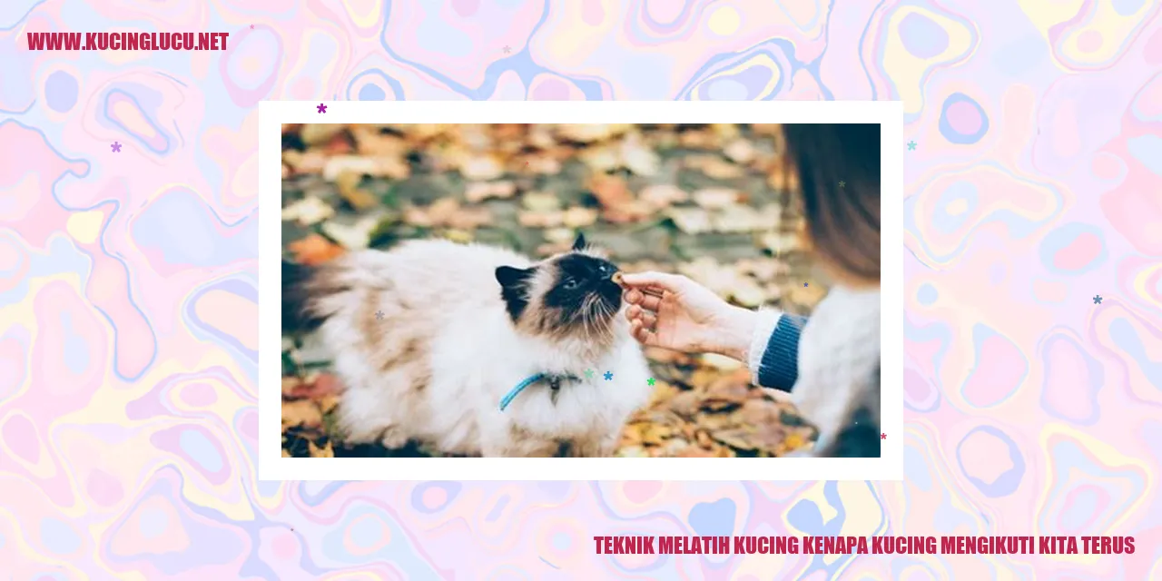 kucing mengikuti kita terus