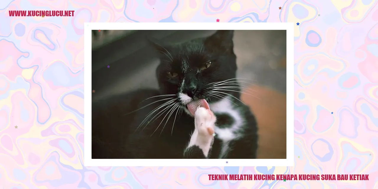 Teknik Melatih Kucing kenapa kucing suka bau ketiak