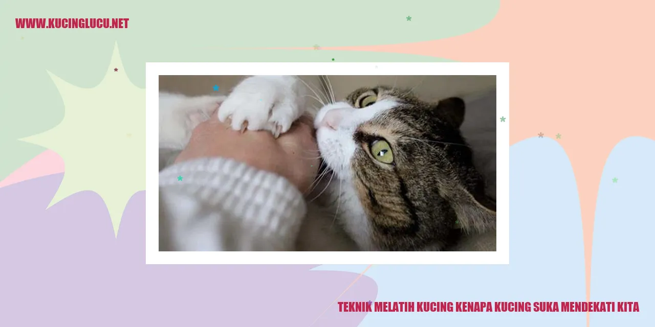 Kucing yang Mendekati Kita