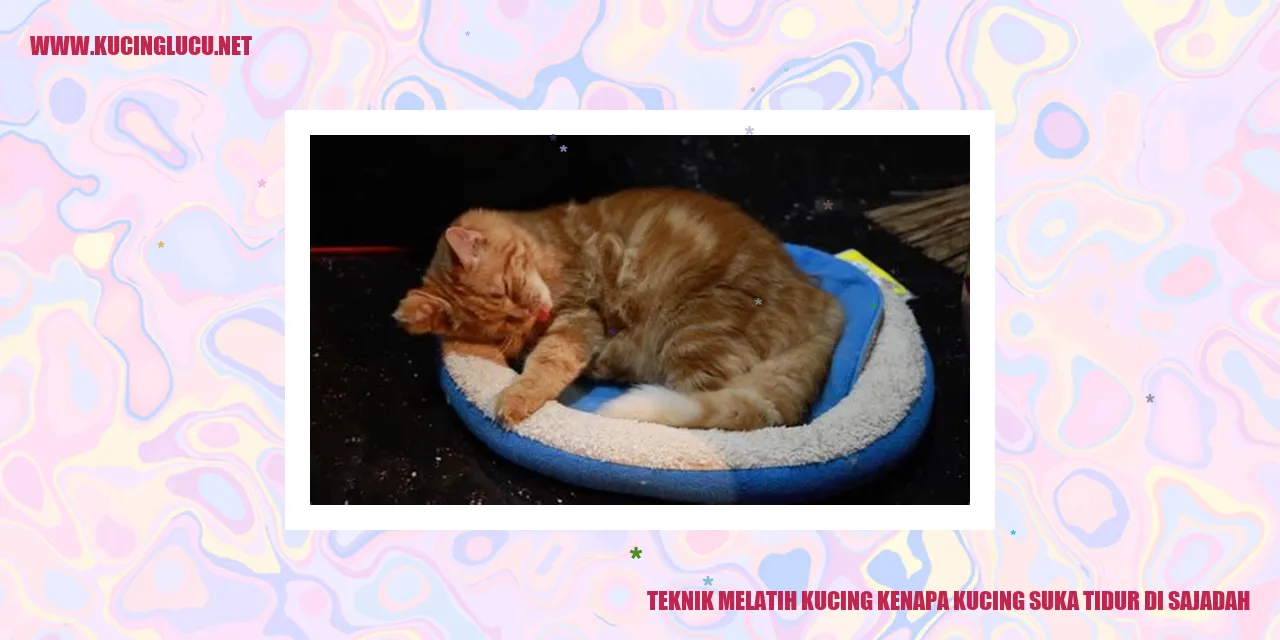 Kucing yang Nyaman di Sajadah