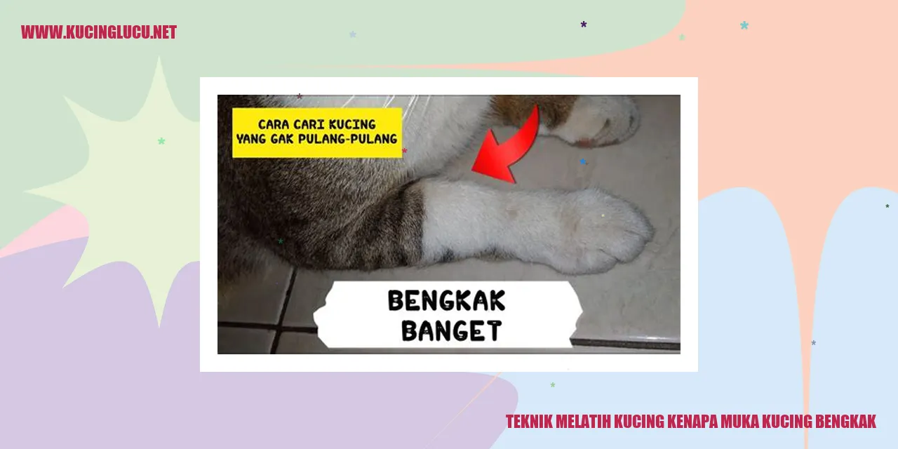 Gambar Kucing Bengkak