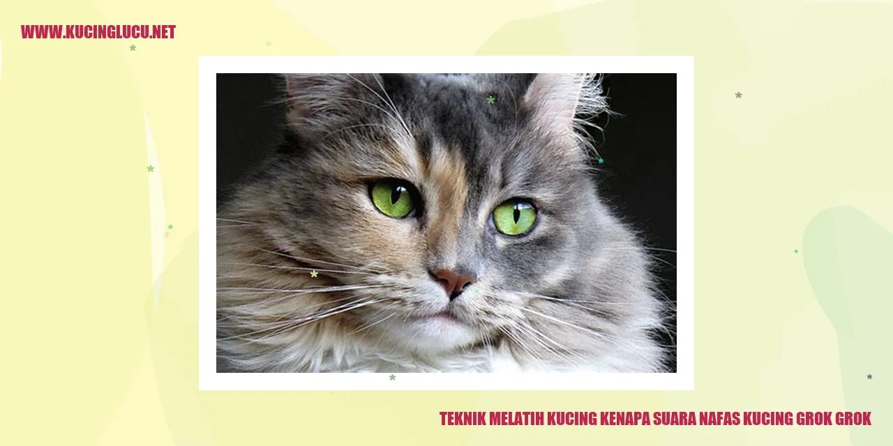 Melatih Kucing