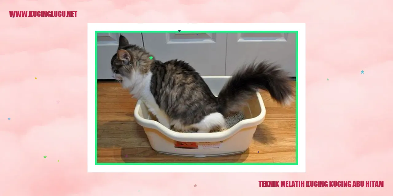 Kucing Abu Hitam