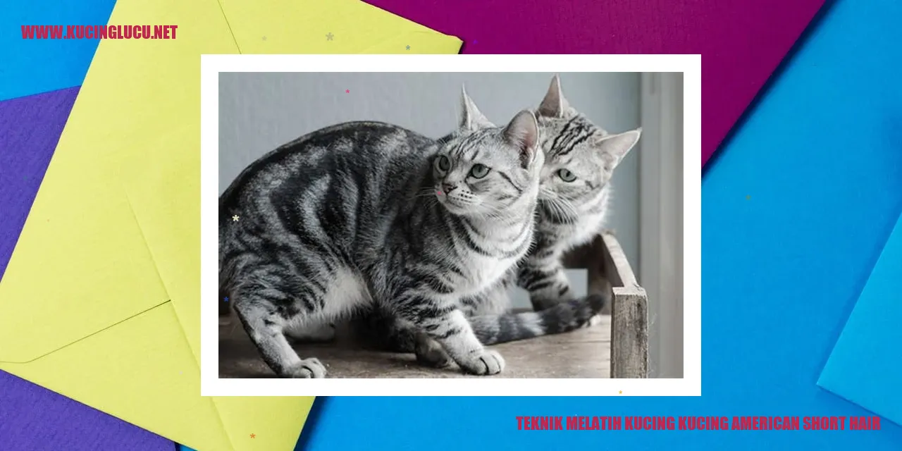 Foto menggemaskan kucing American Short Hair