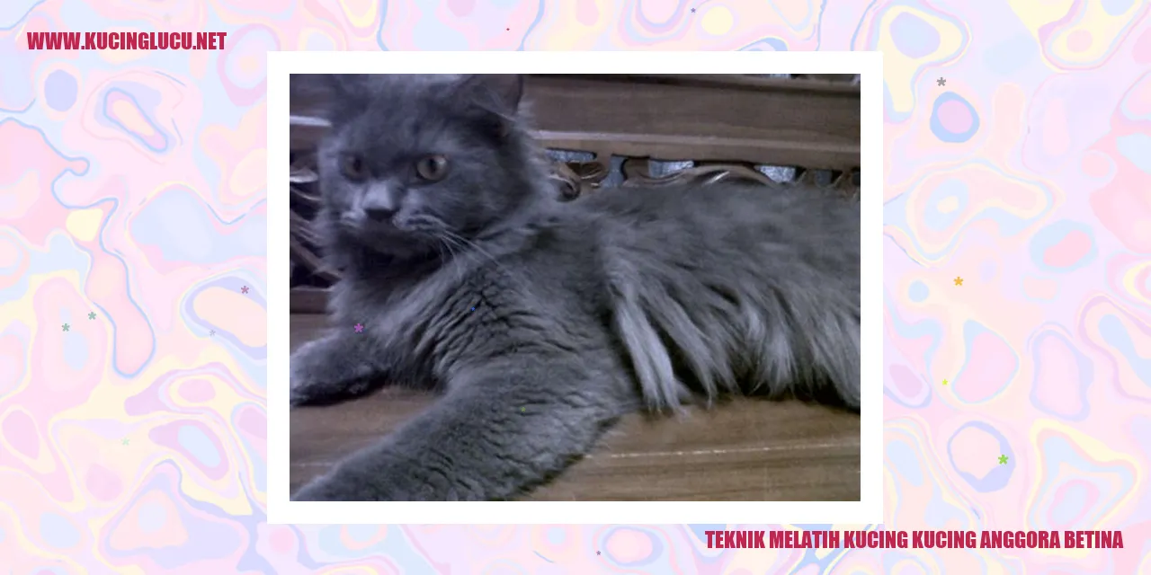 Gambar Kucing Anggora Betina