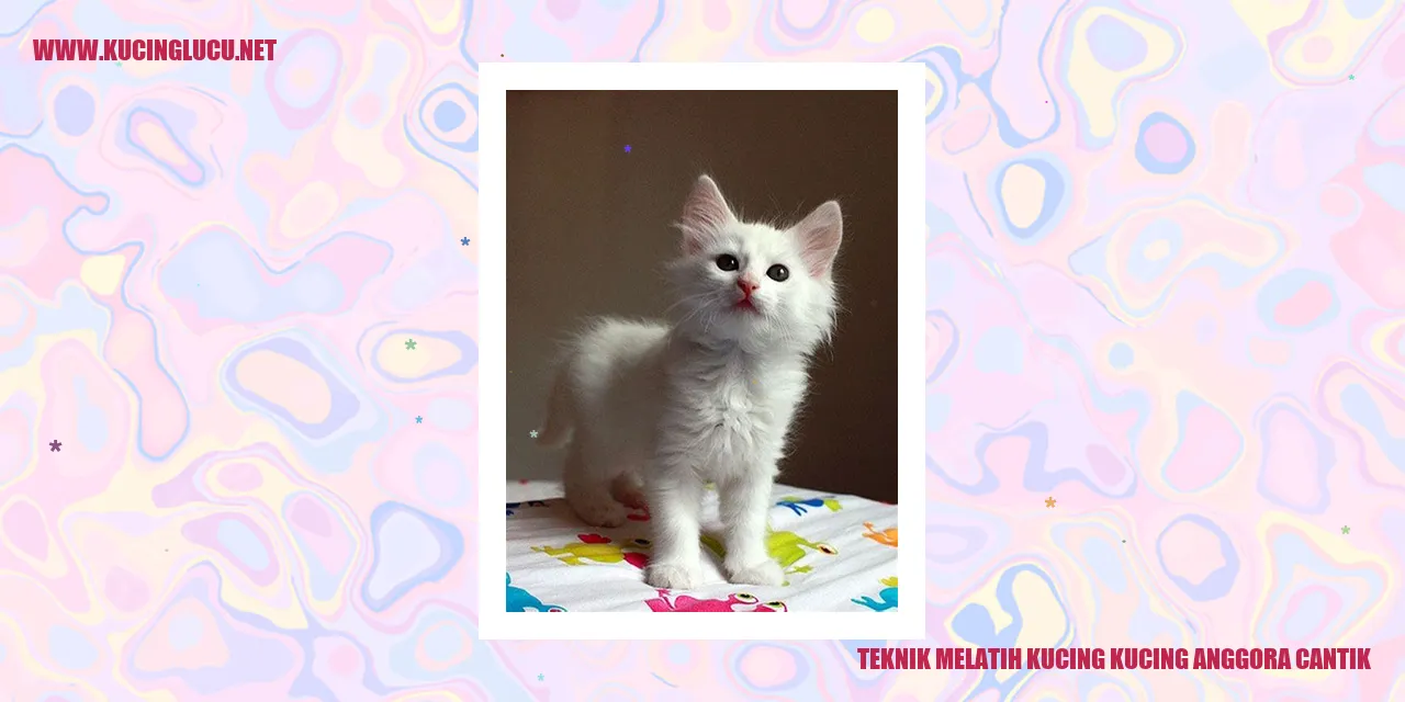 Kucing Anggora Cantik