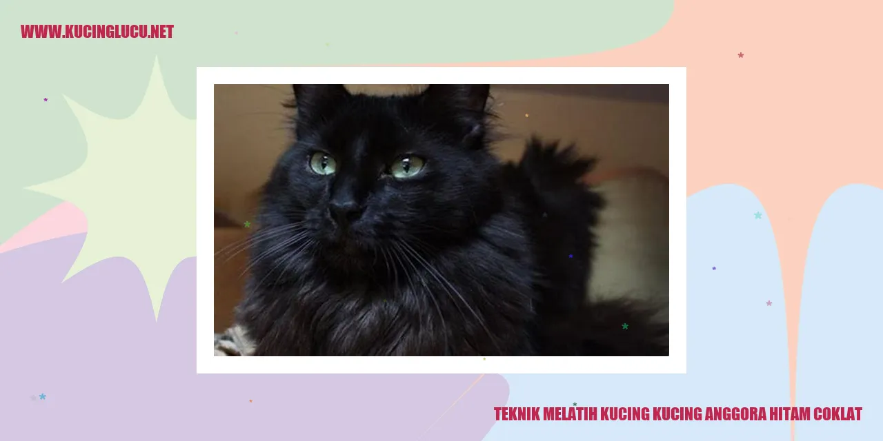Kucing Anggora Hitam Coklat