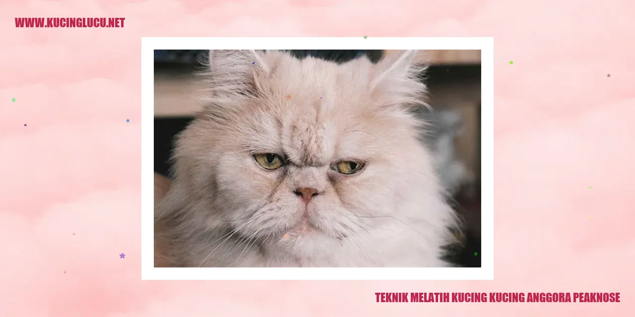 Gambar Kucing Anggora Peaknose