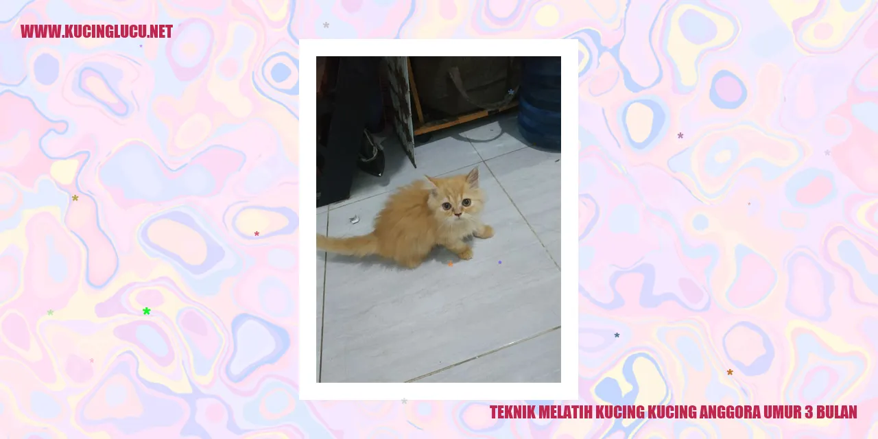 Kucing Anggora Umur 3 Bulan