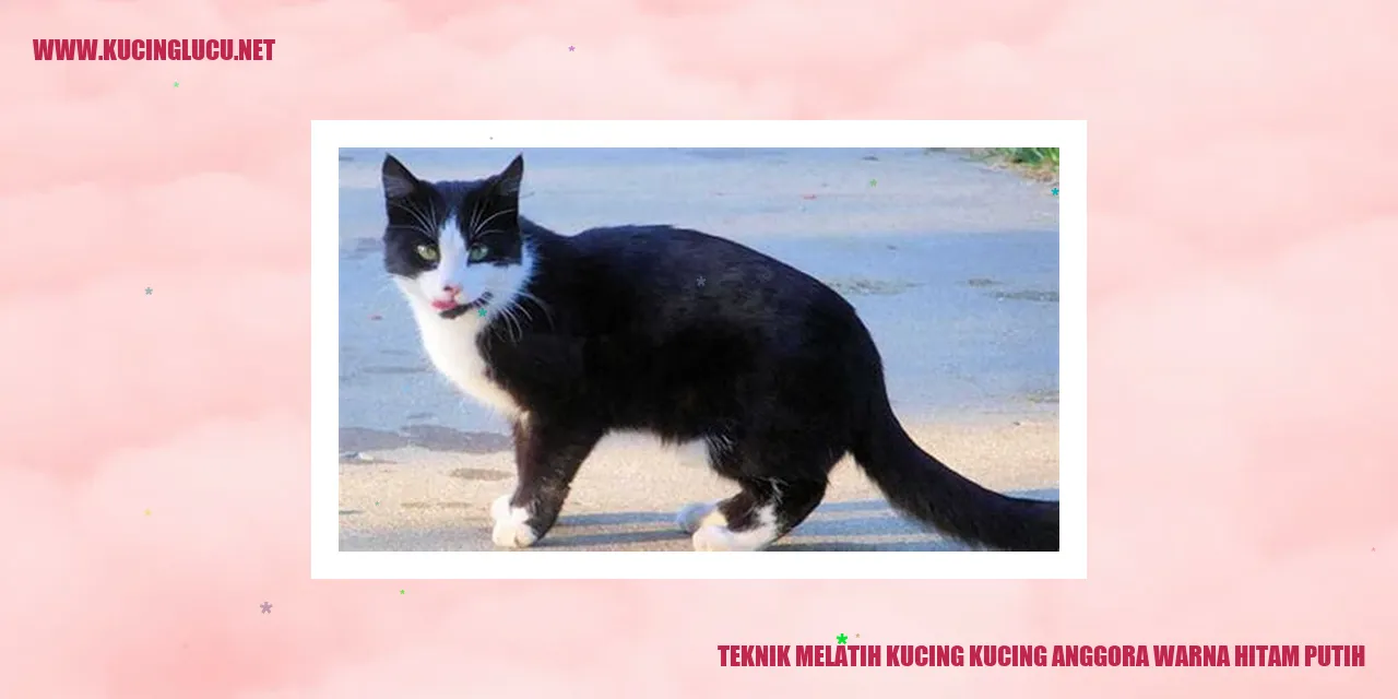 Kucing Anggora Warna Hitam Putih