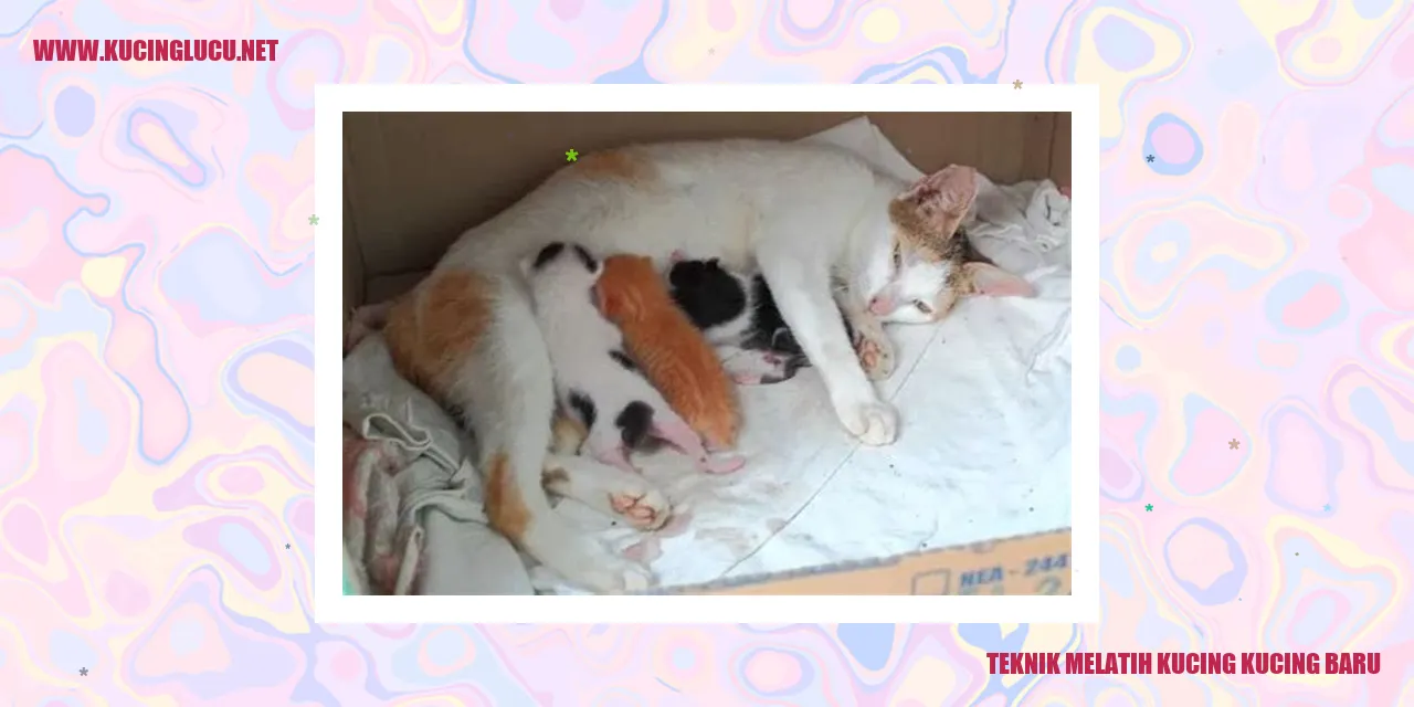 Teknik Melatih Kucing Baru