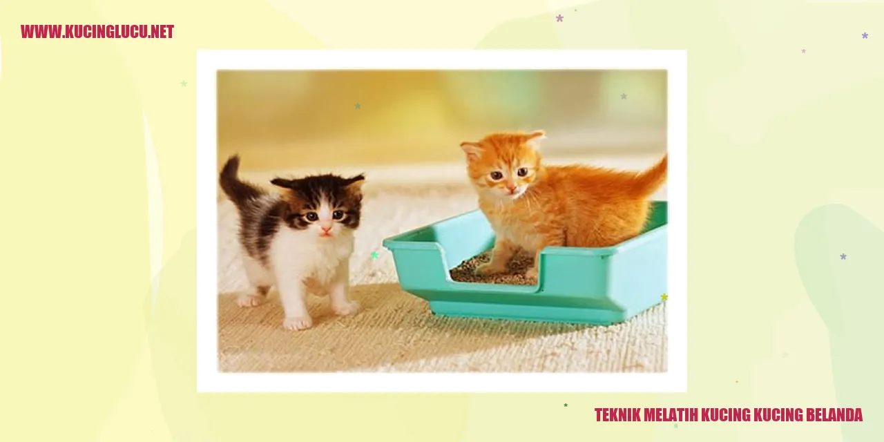 Kucing Belanda