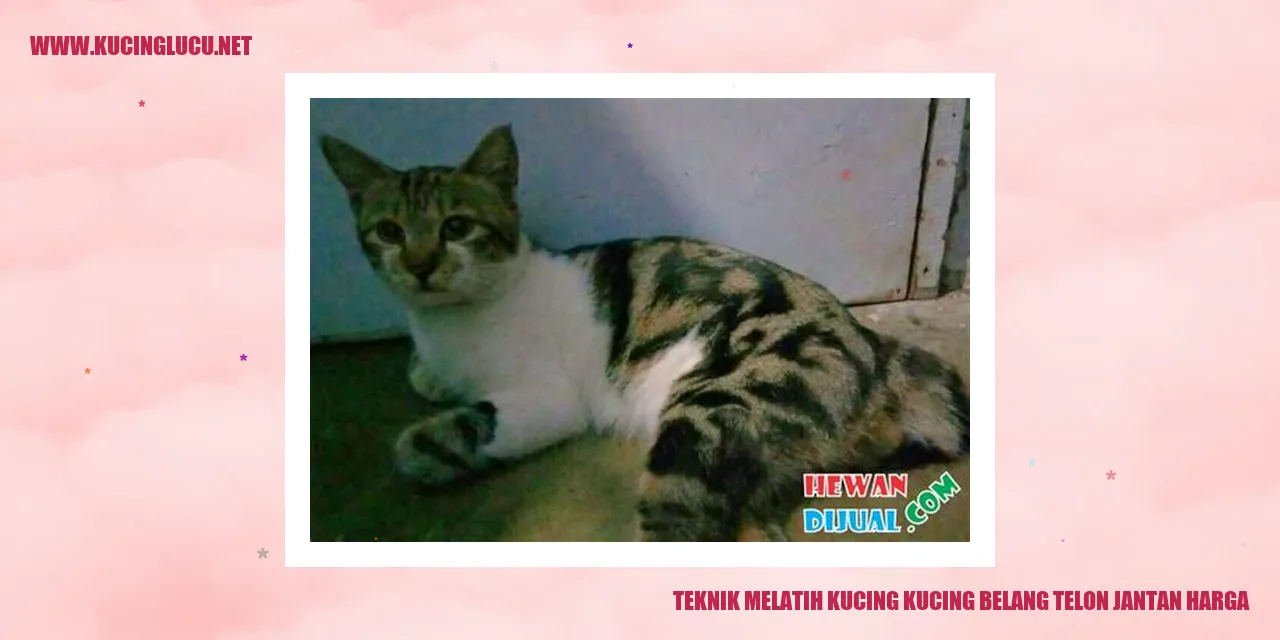 Gambar Kucing Belang Telon Jantan