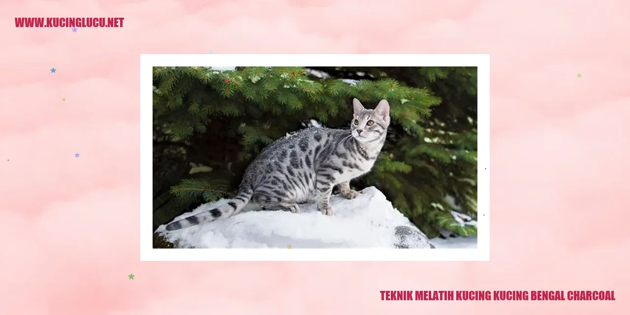 Kucing Bengal Charcoal