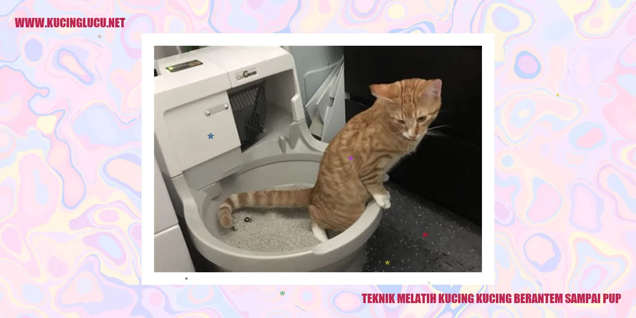 Kucing Berantem
