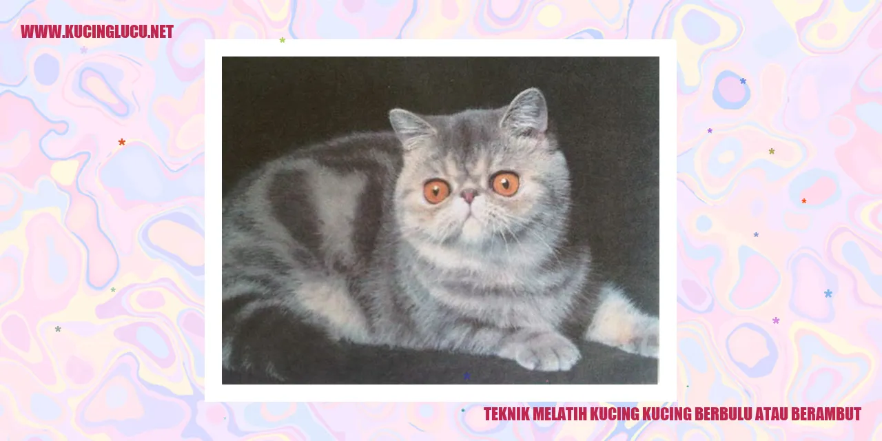Kucing Berbulu atau Berambut