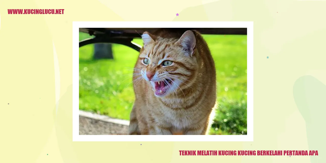 Kucing berkelahi