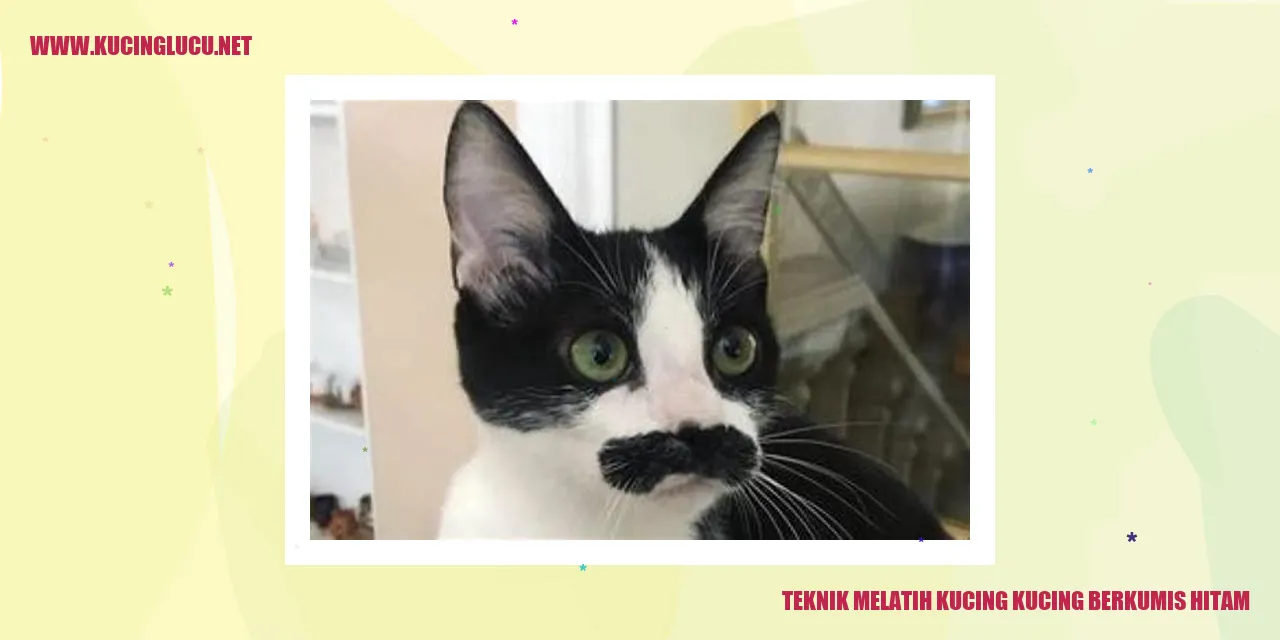 Kucing Berkumis Hitam