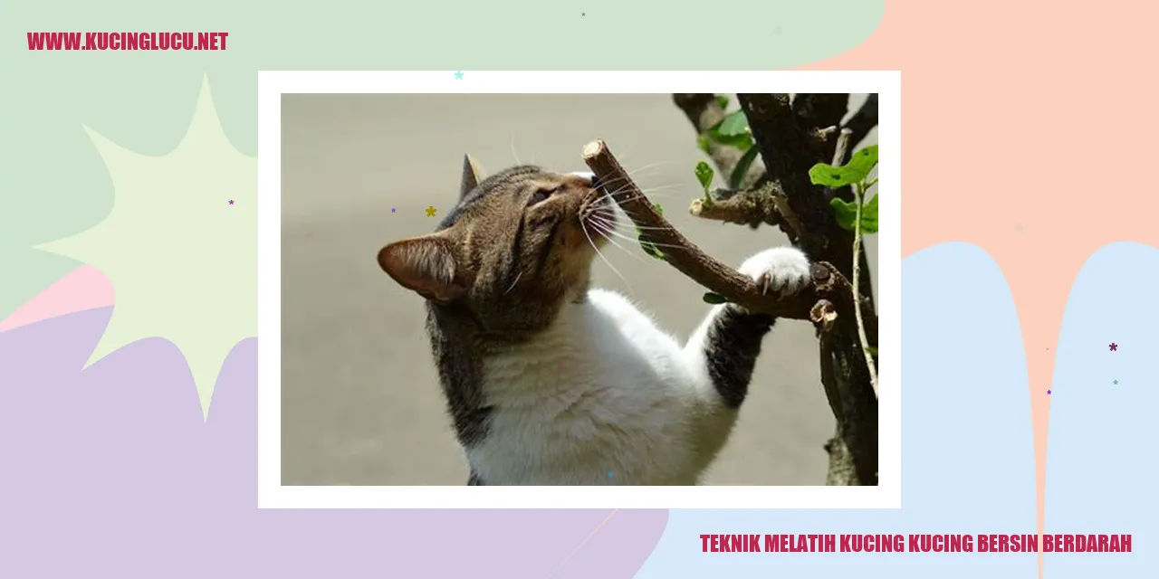 gambar kucing
