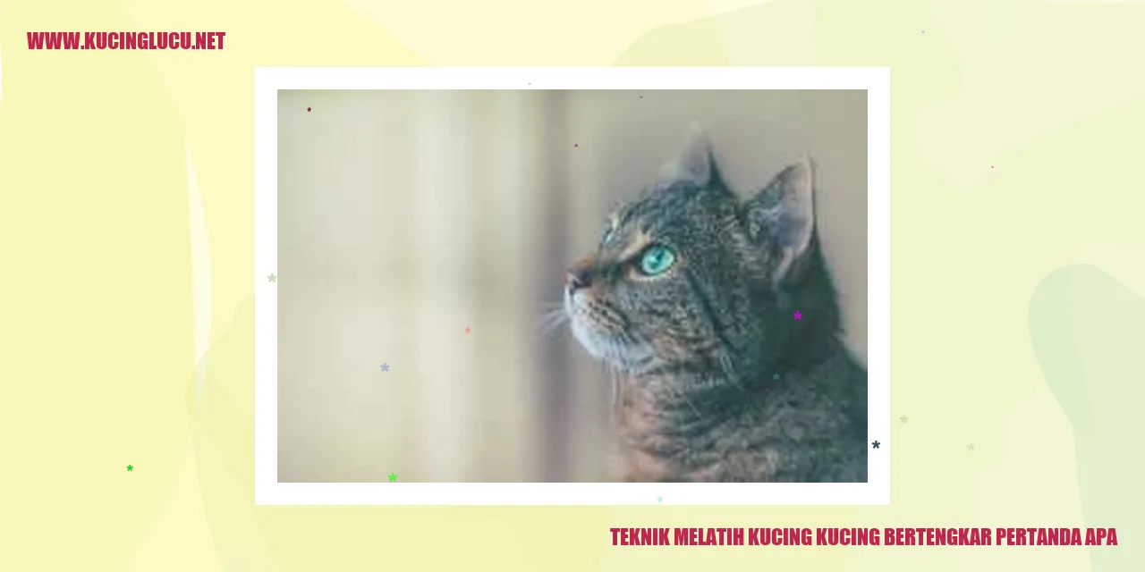 gambar kucing bertengkar