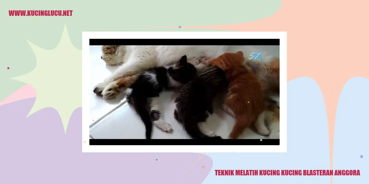 Kucing Blasteran Anggora