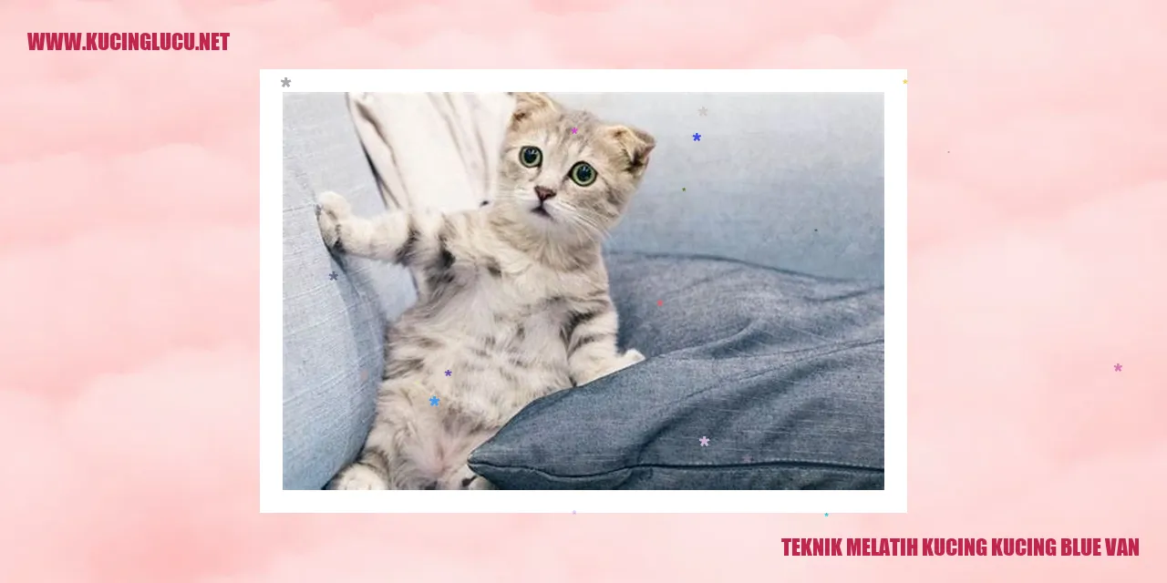 Gambar Kucing Blue Van