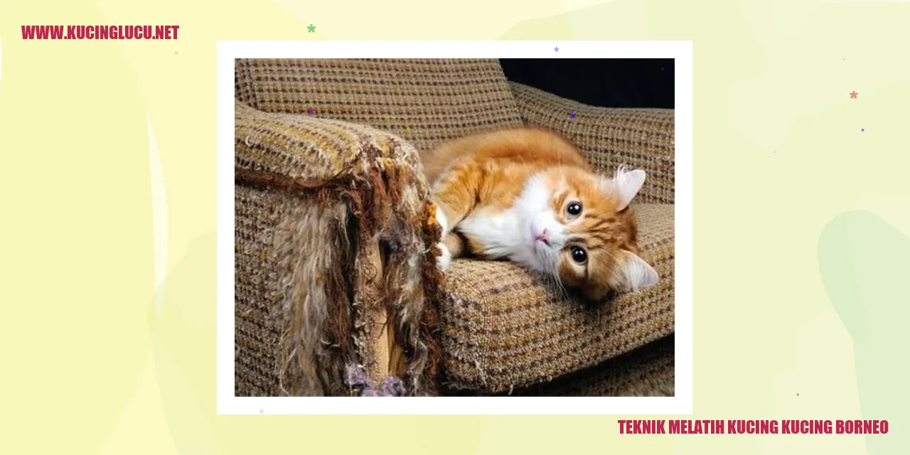 Kucing Borneo