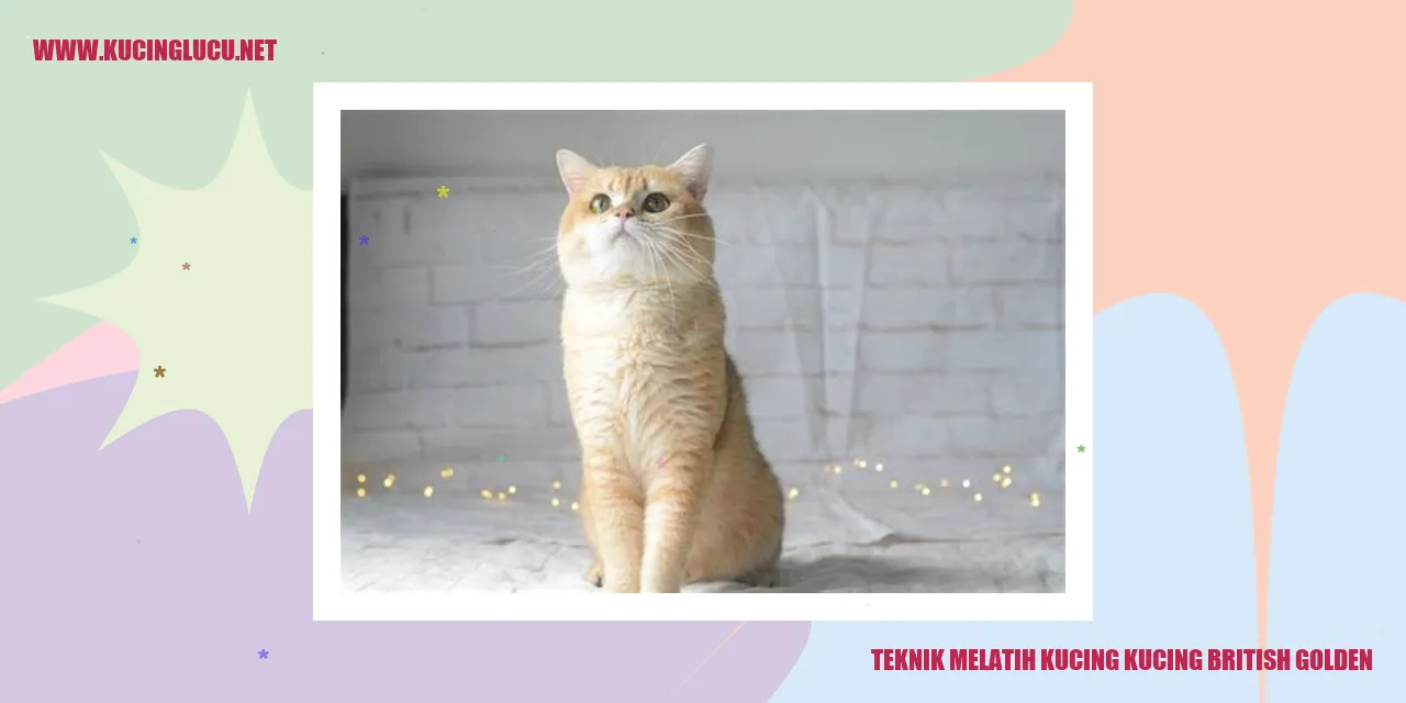 Kucing British Golden
