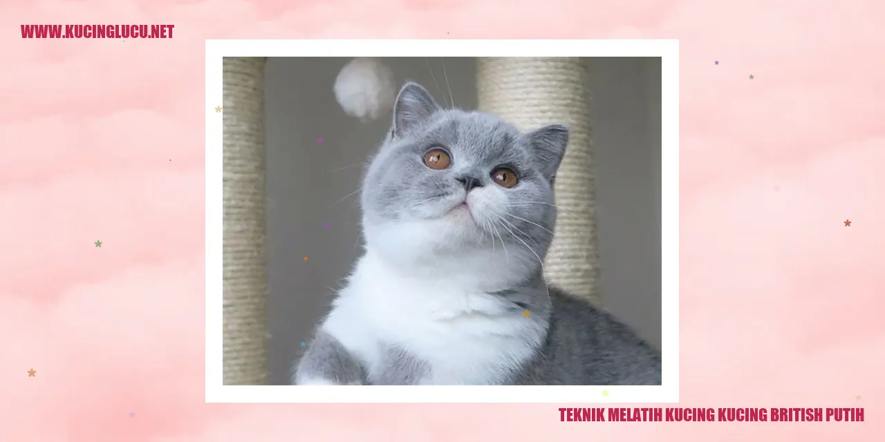 Kucing British Putih