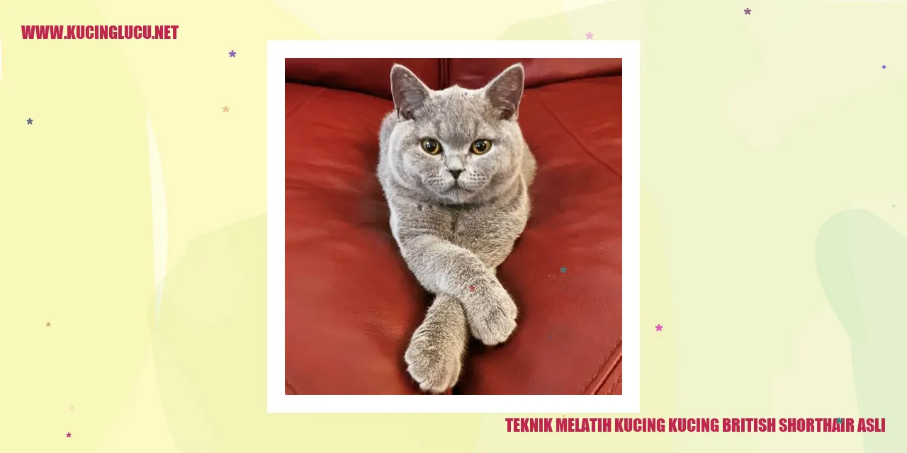 Teknik Melatih Kucing British Shorthair Asli