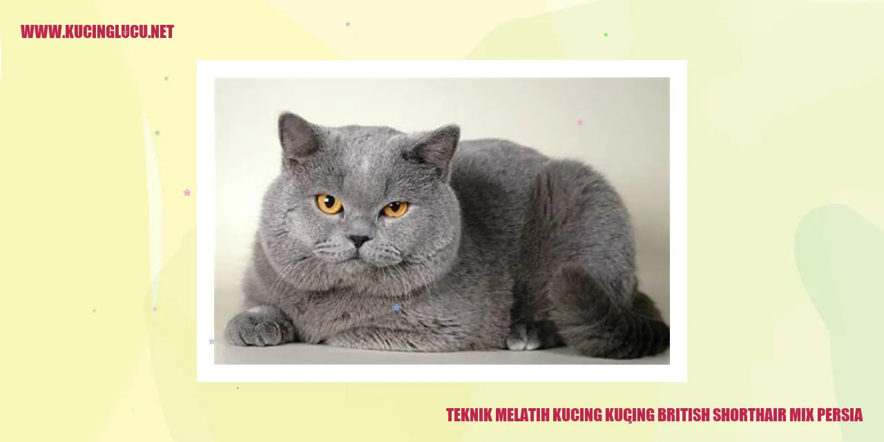Teknik Melatih Kucing British Shorthair Mix Persia