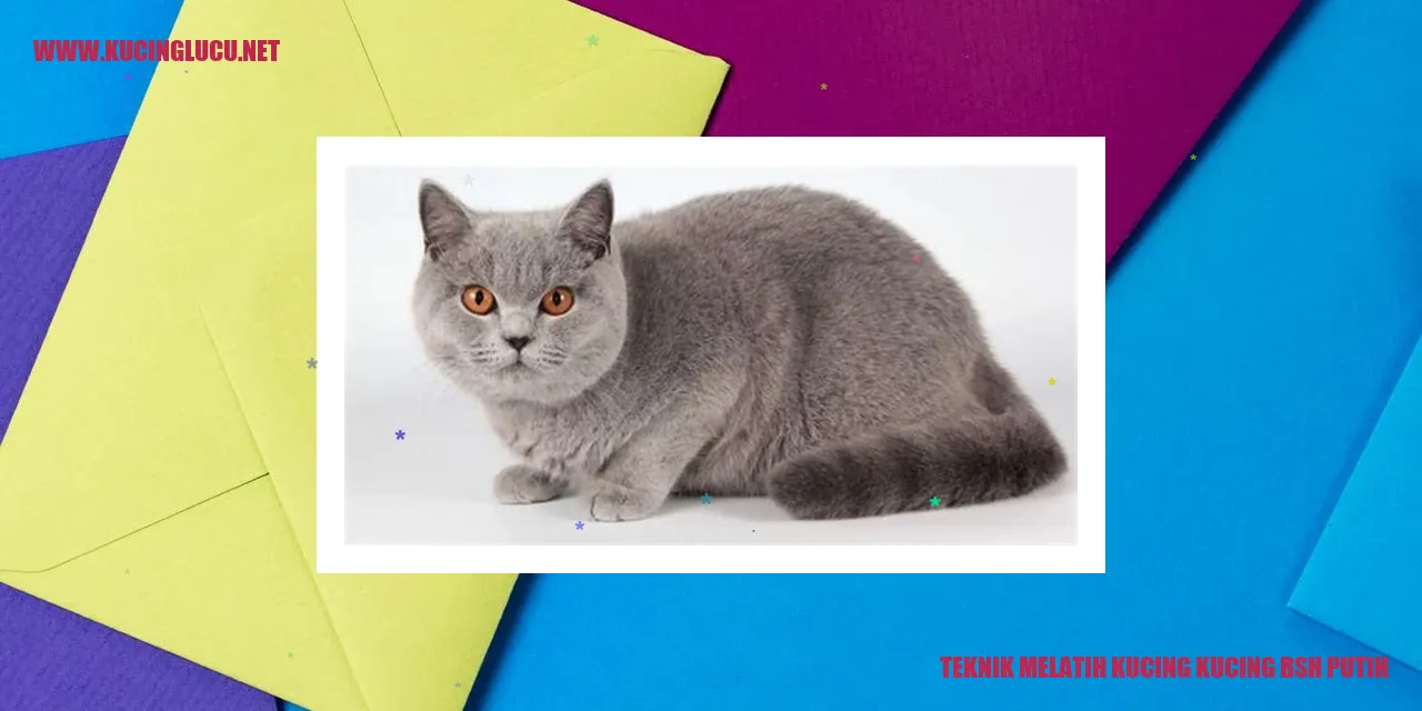 Kucing BSH Putih