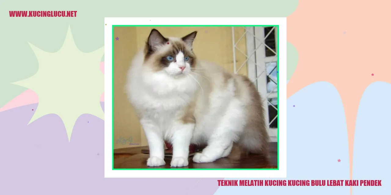 Gambar Kucing Bulu Lebat Kaki Pendek