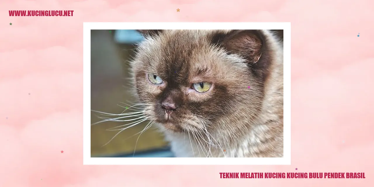 Kucing Bulu Pendek Brasil