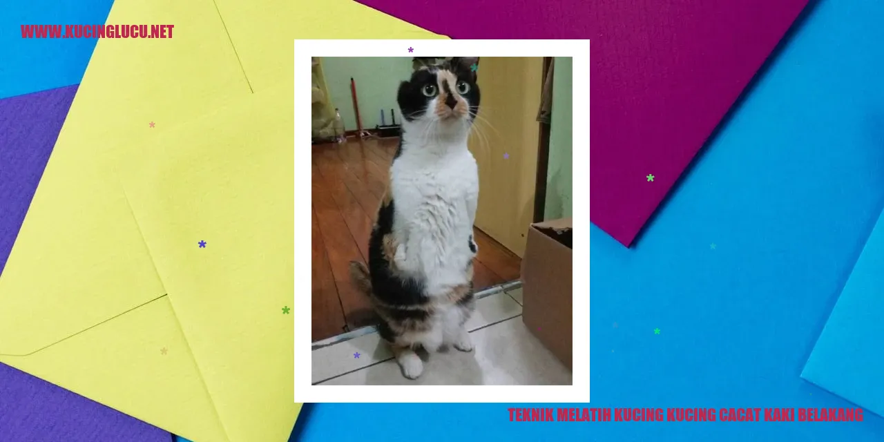 Kucing cacat kaki belakang