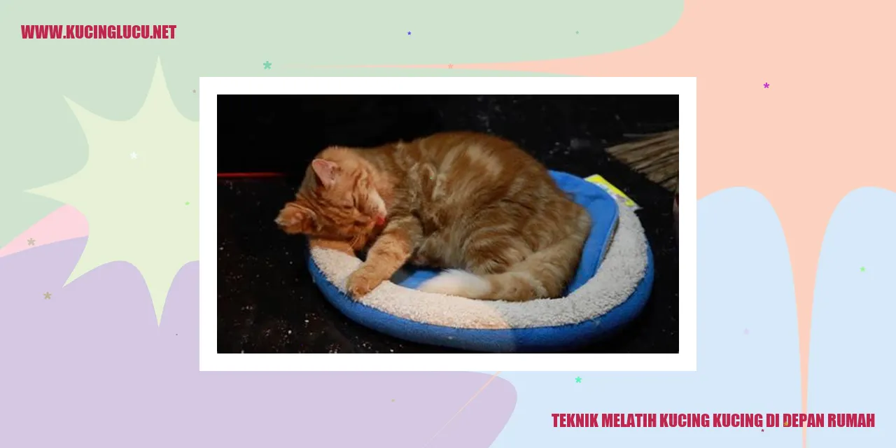 Kucing di depan rumah