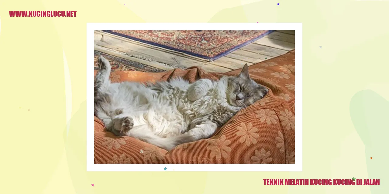 Kucing di jalan