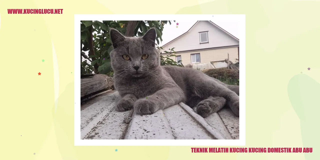 Gambar Kucing Abu-Abu yang Lucu