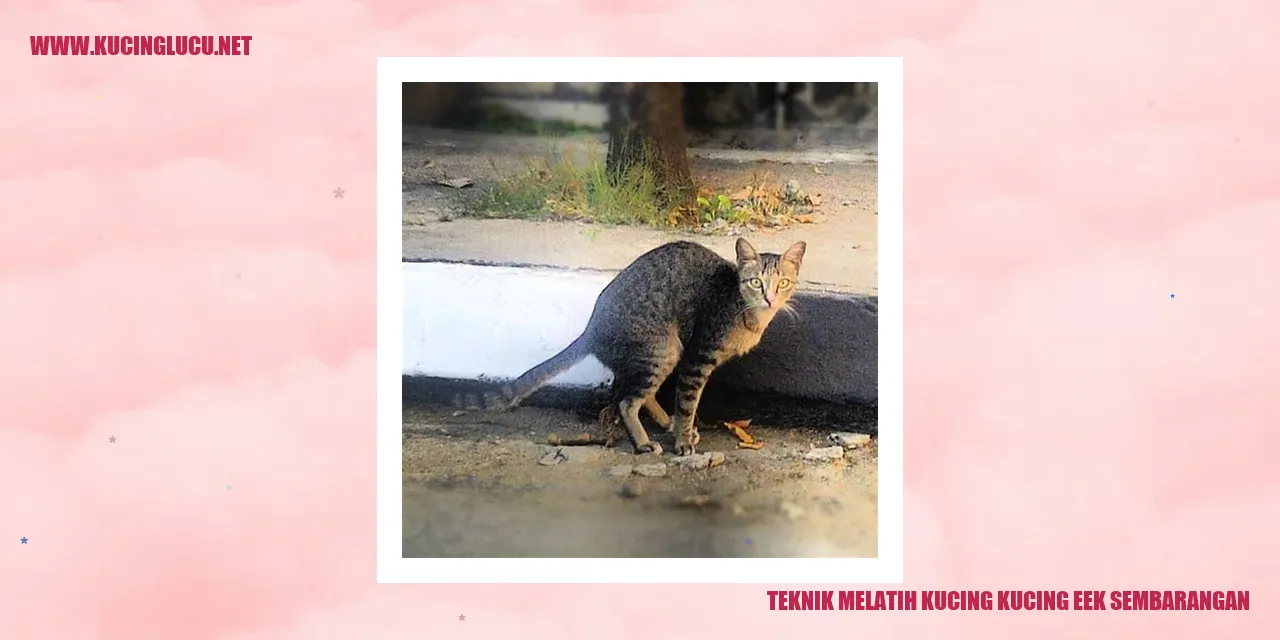Gambar Kucing Eek Sembarangan