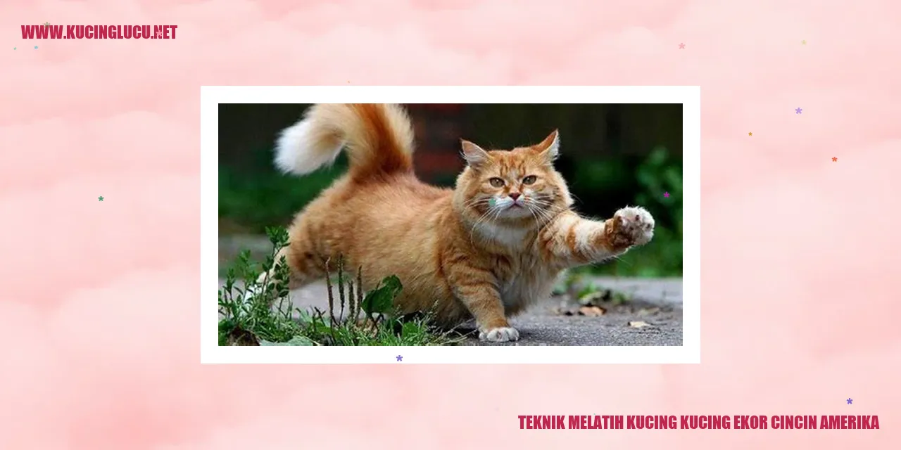 Kucing Ekor Cincin Amerika
