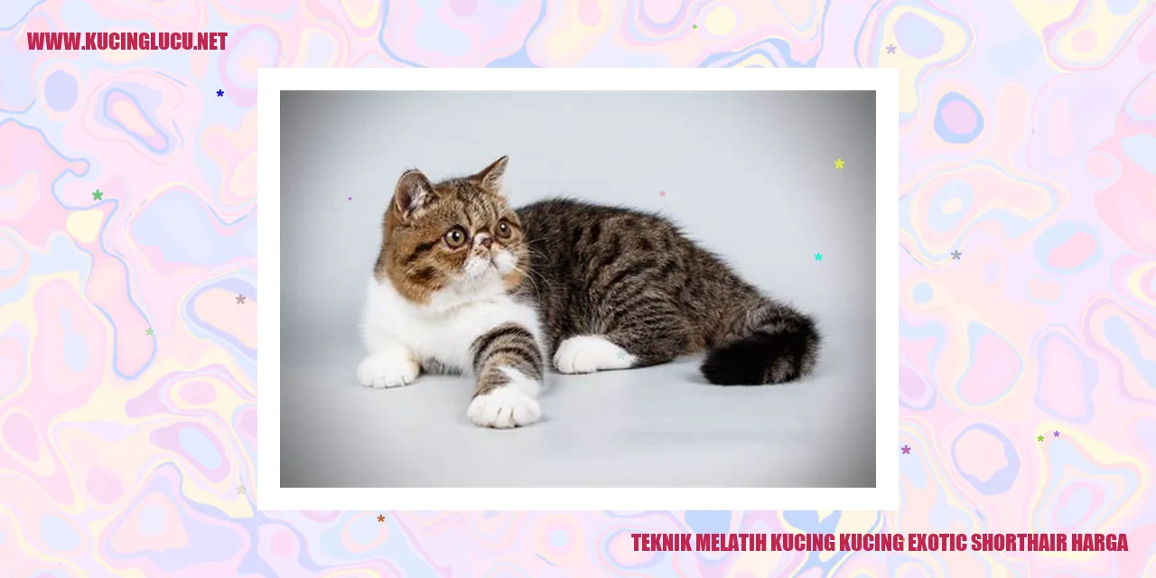 Teknik Melatih Kucing Exotic Shorthair Harga