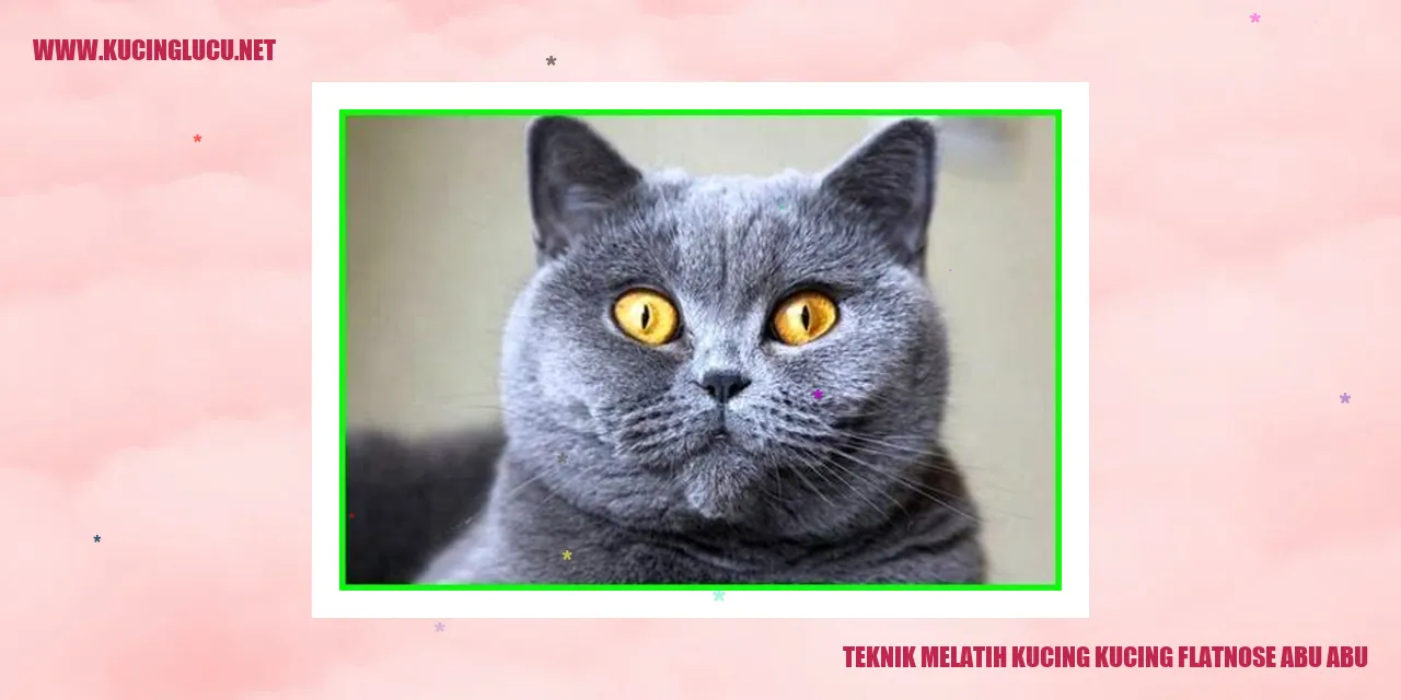 Foto Kucing Flatnose Abu-abu