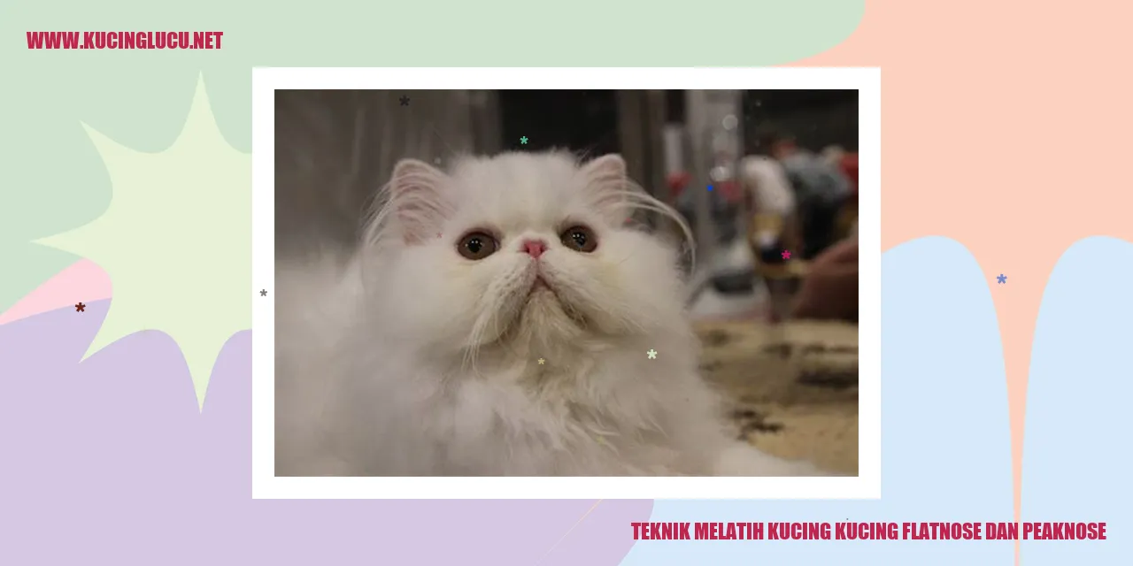 Kucing Flatnose dan Peknose