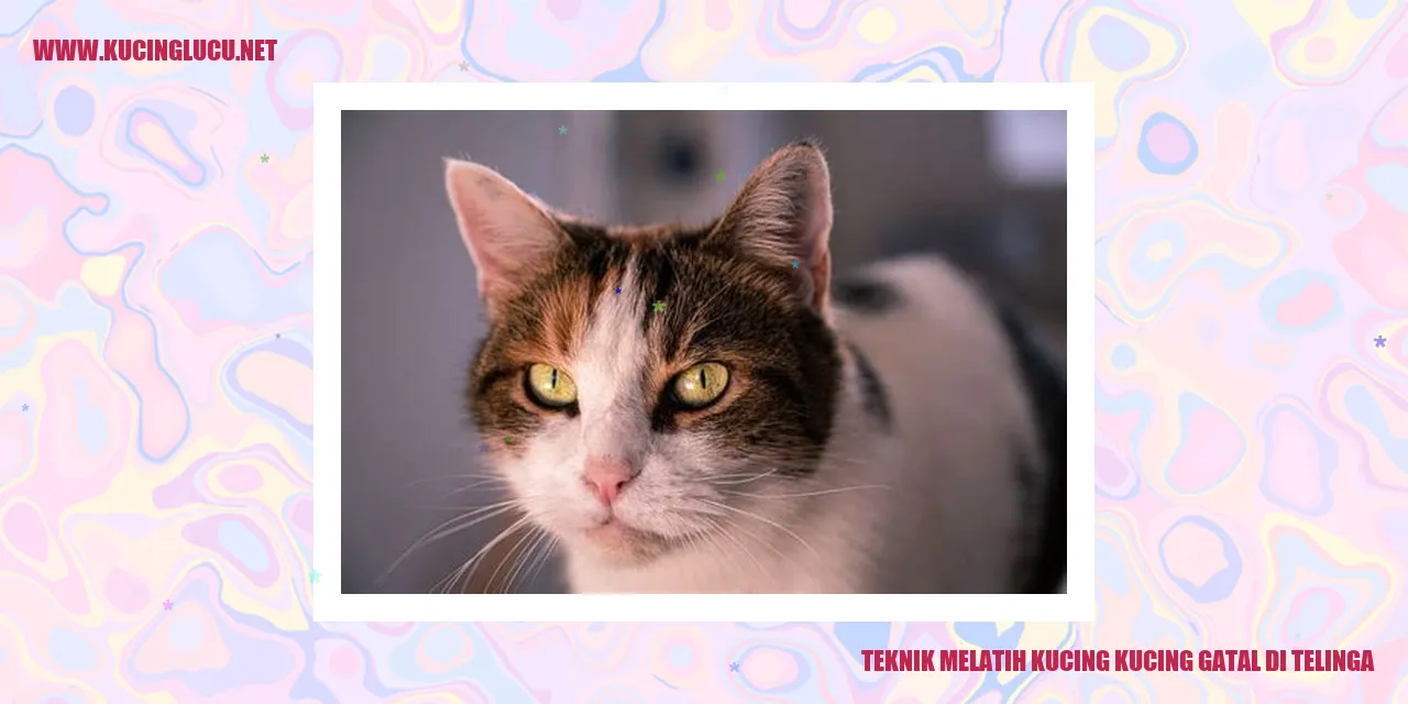 Gambar kucing dengan gatal di telinga