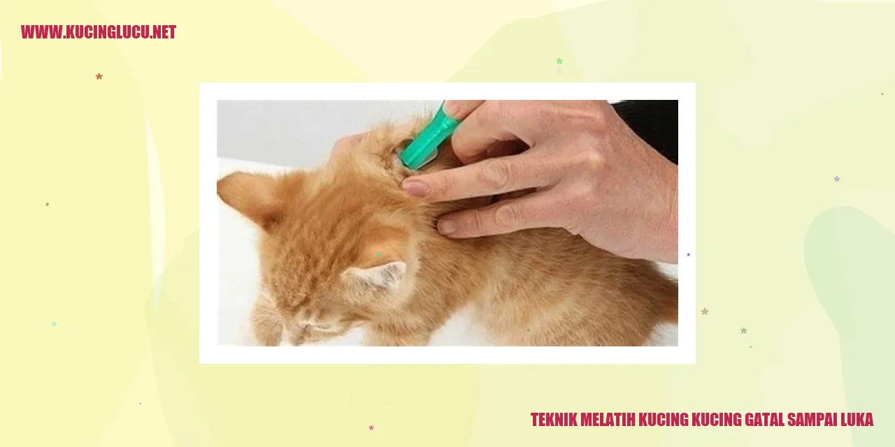 gambar kucing gatal sampai luka