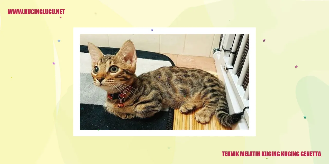 Kucing Genetta
