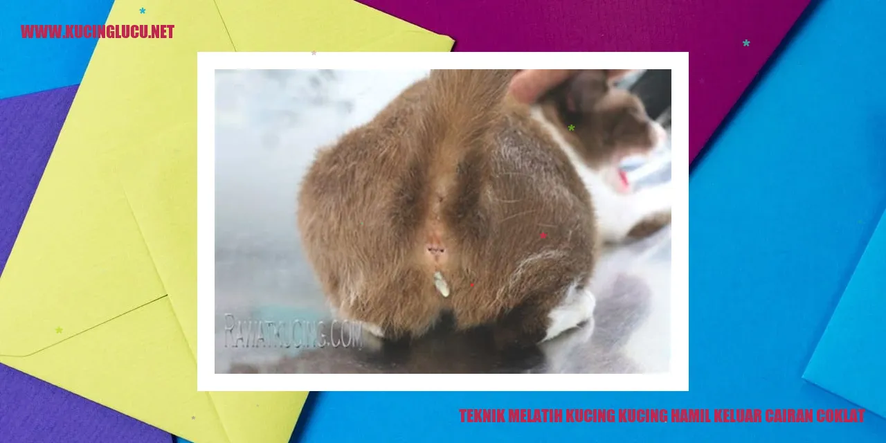 Gambar Kucing Sedang Hamil