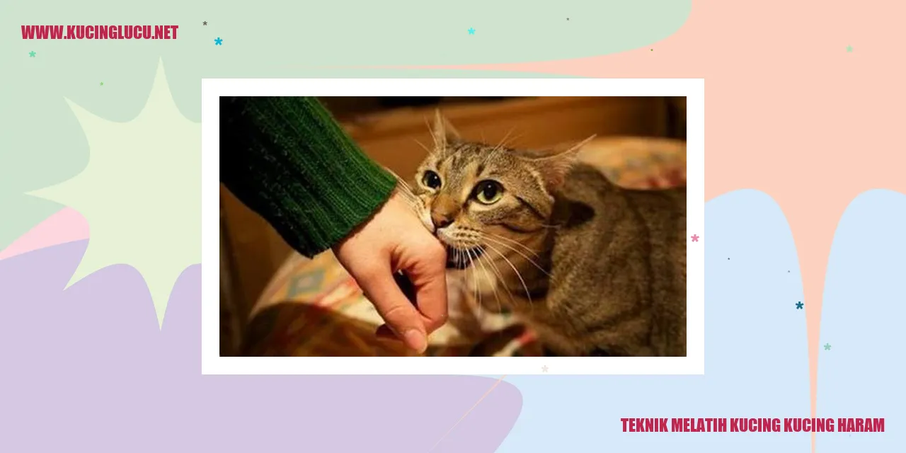 Teknik Melatih Kucing kucing haram